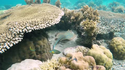 Resting Sting Ray II Sea Life