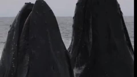 Whales feeding