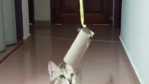 Cat Reaching and Playing with a Hanged carton