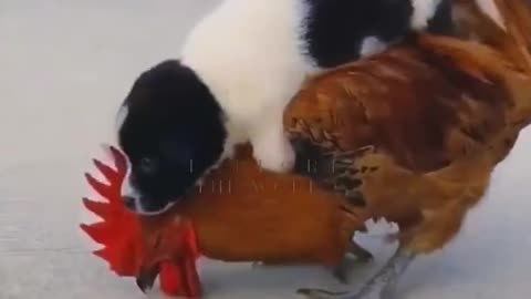 Unlike Friendship of Puppy 🐕 Dog and Rooster | Cute Puppy Vs Big Rooster