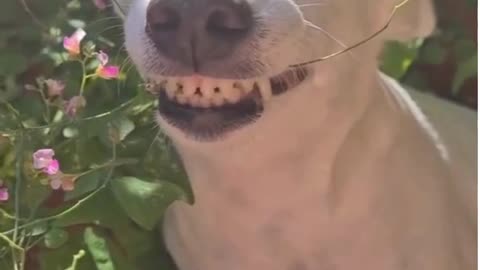 Funny dogs video: I'm completely giddy after seeing the smile