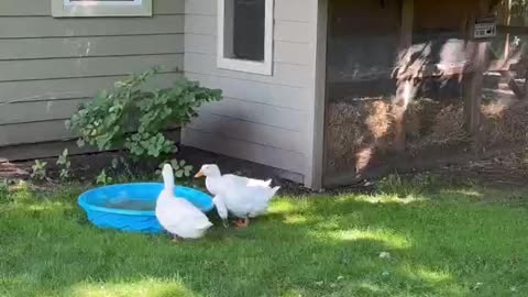 Morning Routine With Pet Ducks