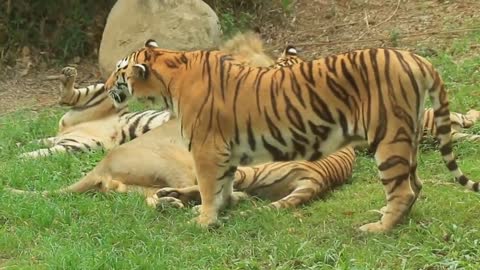 Wild Amur tiger