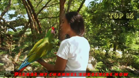 Beautiful parrot dancing 2021