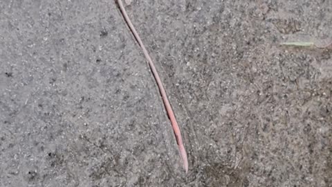 Earthworm On Pavement In Great Britain