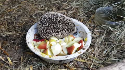 Hedgehog Rescue