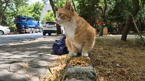 I met a cat on the street 😍