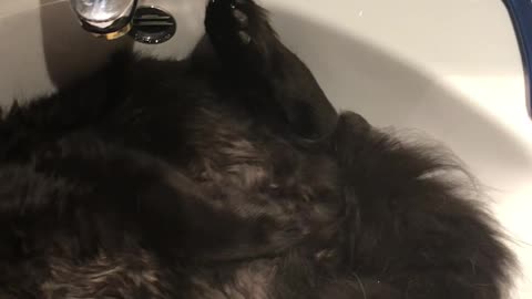 Maine coon in the sink