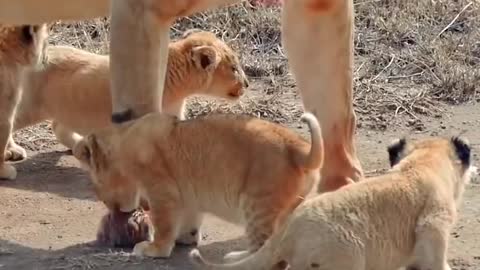 Cute Baby Lion Cub