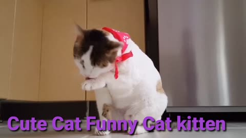 Cute Cat Funny Cat kitten