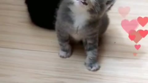 Various Cute Kittens Compilation 2