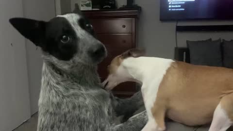 Italian Greyhound meets Blue Heeler