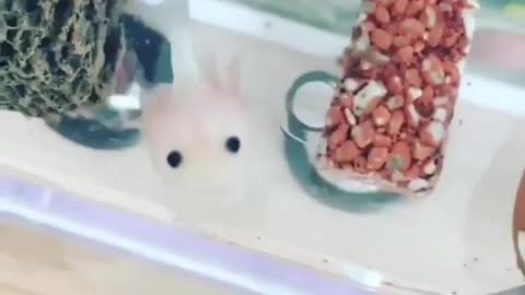 the most beautiful axolotl!!!!