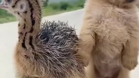 A naughty puppy kisses a baby ostrich