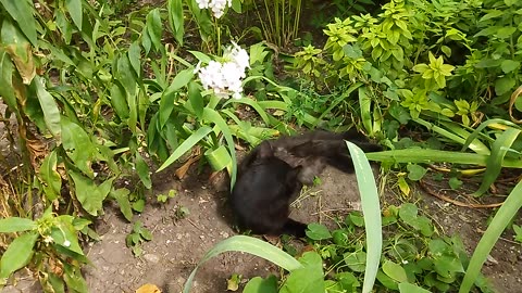 beautiful black kitten among flowers and green plants