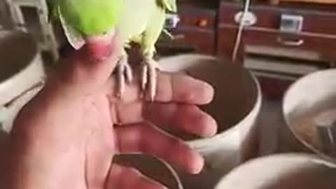 #asmr Cute Talking Parrot #cute #parrotvideo #respect #shorts (5)