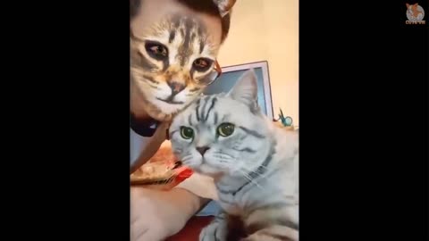 🤣Funny Dogs & Cats Scared Of Cat Mask Filter - Dog & Cat Reaction To Mask Filter