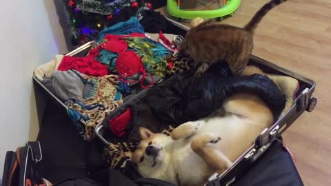 Holiday-loving pets ready to go on vacation