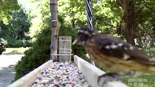 Female Rose Breasted Grossbeak