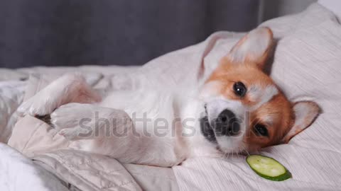 Cute red and white corgi