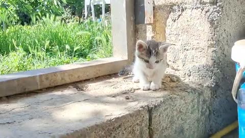 Cute little kittens are eating. These kittens are so cute.