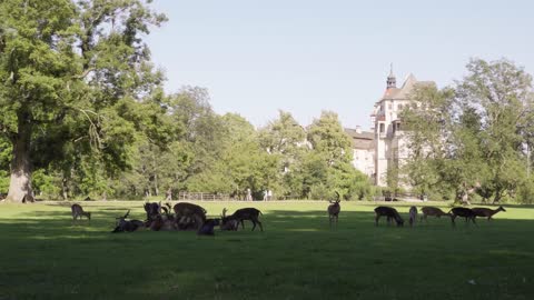 A herd of fallow deer graze in a meadow on a sunny day - a chateau in the background