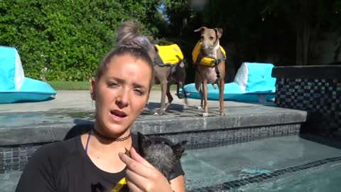 Teaching My cute Dogs How To Swim properly