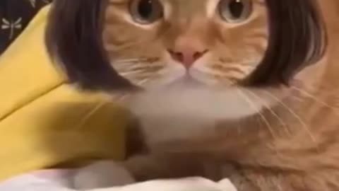 I doubt not to like this video of the pets