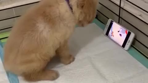 Puppy watch a seriously cartoon video on mobile.