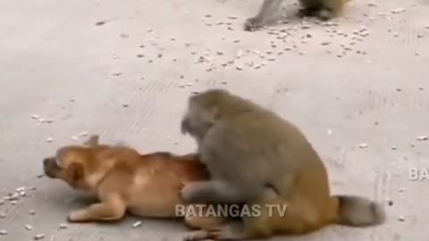 DOG VS MONKEY 😂 FIGHTs | batangas tv