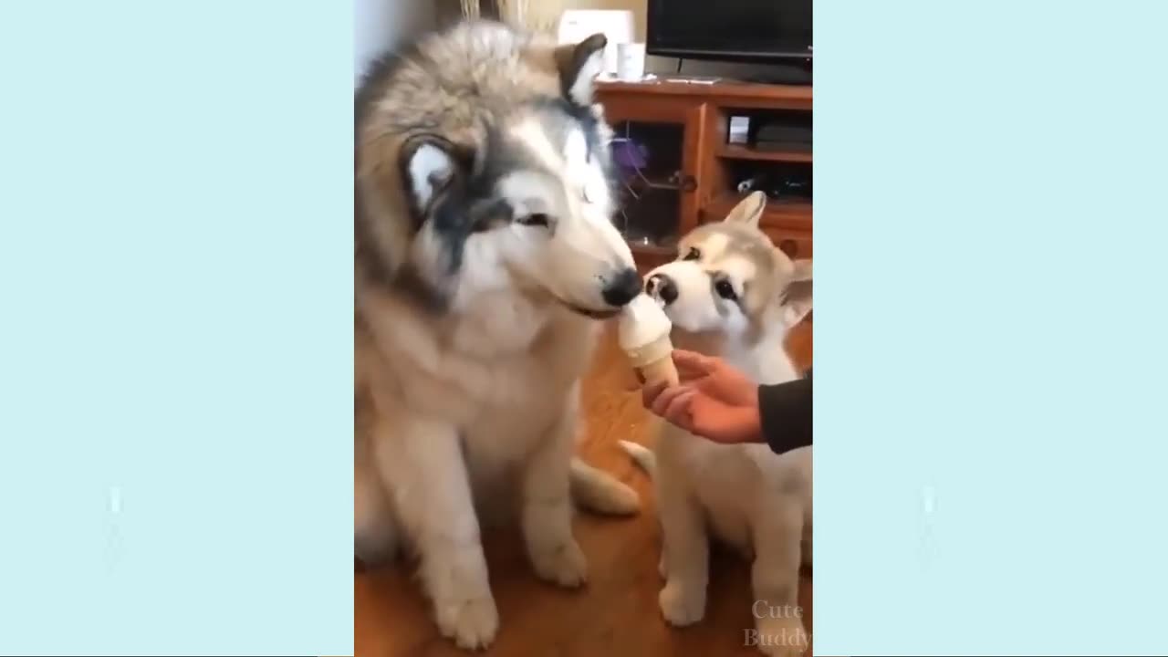 Very funny dog videos😂🤣