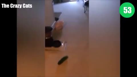 Cats VS cucumbers Who wins