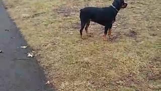 Rottweiler Cases Squirrels