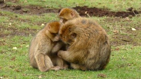 Adorable Monkeys Show Off Their Funniest Moments