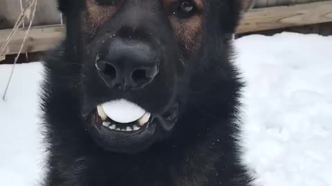 German Shepherd Sitting Pretty Eggchallenge