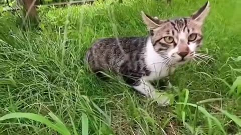 Cat Chases Another Cat: POV Footage from a Cat's Perspective