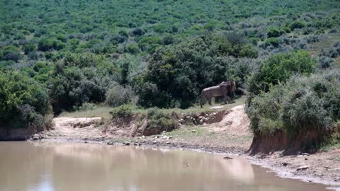 Male Lion walking away from the waterpool in Addo Elephant National Park South Africa