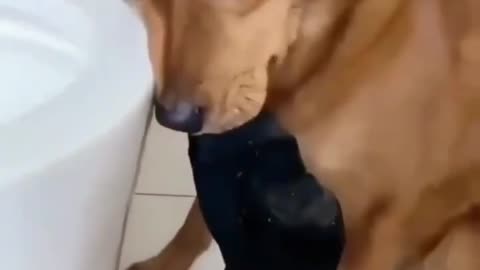 reaction a funny dog when trapped