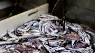 French fishermen stage Brexit protest