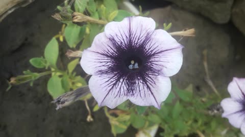 Purple petunia