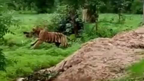 ohh my god Tiger attack