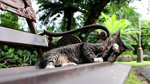 Fluffy Cat Enjoys a Sunny Day: Grooming Time on the Bench!