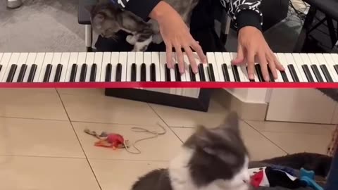 Funny Cat Singing and Playing Pino