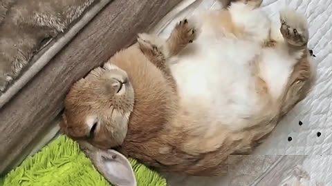 Rabbit rabbit sleep really sweet