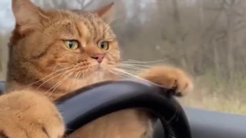 Cat driving tiktok viral video