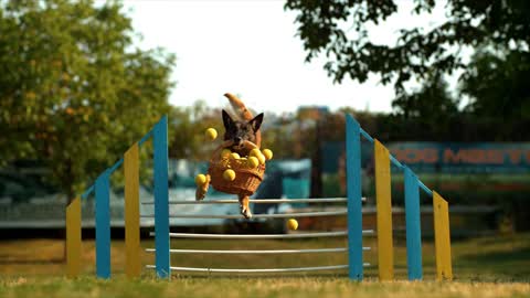 A dog holds a ball and jumps