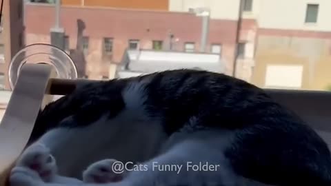 Funny cat video #10