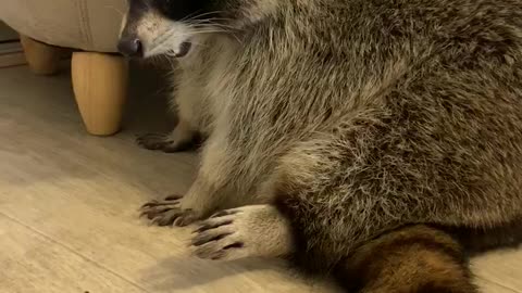 Raccoon Can't Quite Fit