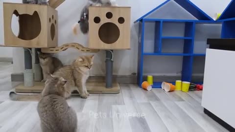 Cat funny videos 🤣