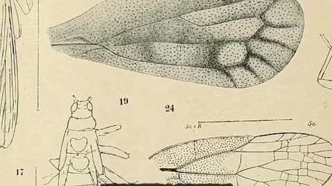 THE LARGEST INSECT EVER